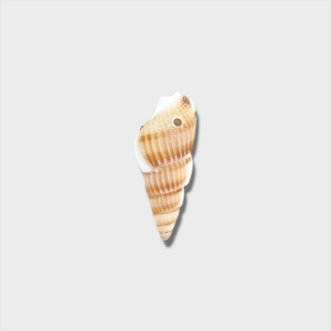 Vue détaillée d'un pendentif en coquillage naturel avec motif en spirale et trou pour bijoux DIY