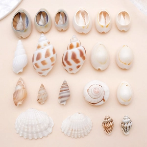 Assorted natural seashells and conch pendants for DIY jewelry and home decor crafts