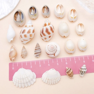 Macro shot of natural sea shells and conches in various shapes with measurement scale