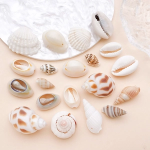 Detailed collection of natural sea shells and conches for DIY crafts on a white plate