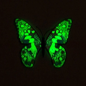 Luminous 3D butterfly wall sticker glowing in the dark with green fluorescent effect