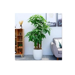 Lush indoor Pachira aquatica money tree in white pot for modern living room decor
