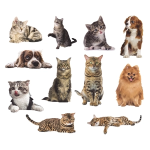 Cartoon cat and dog PVC wall stickers featuring various breeds on a plain white background