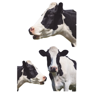Creative self-adhesive cow wall stickers with black and white spotted animal patterns