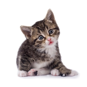 Close-up detail of a cute tabby cat toilet sticker with soft fur texture and vivid eyes