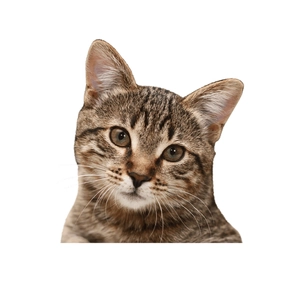 Detailed close-up sticker of a tabby cat head with vivid stripes and green eyes