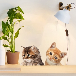 Detailed view of cute kitten wall stickers with indoor plants and warm lighting decor