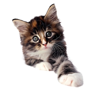 Detail of cute long-haired tabby kitten wall sticker with pink paws for bathroom decor