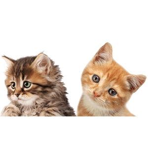 Detail of cute tabby and ginger kittens with expressive eyes for bathroom wall stickers