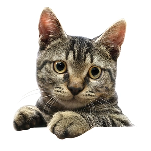 Macro detail of tabby cat toilet sticker showing realistic fur texture and curious pose