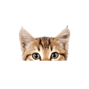 Cute cartoon tabby cat head wall sticker peeking from edge for bathroom decoration
