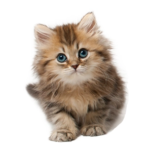 Cute long-haired ginger cat wall sticker with blue eyes for bathroom toilet decoration
