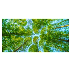 Lush green forest canopy wall mural with blue sky view for living room decoration