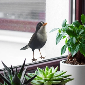 Realistic blackbird wall sticker decoration for living room with orange beak and feather detail