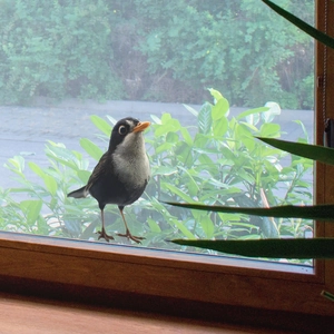 Lifelike blackbird wall sticker decoration with orange beak for home window decor