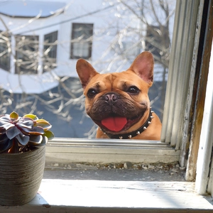 Black leather dog collar with silver metal spikes worn by a French Bulldog at home