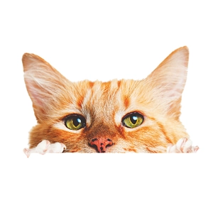 Detailed view of orange tabby cat wall sticker peeking down with bright green eyes