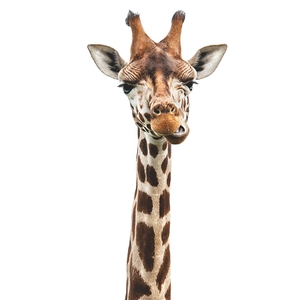Cute cartoon giraffe wall sticker for kids bedroom decor with a funny winking expression