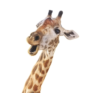 Sticker mural girafe mignonne avec bouche ouverte pour chambre enfant et déco créative