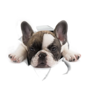 Detailed close-up of a 3D French Bulldog wall sticker showing realistic fur and paper tear effect