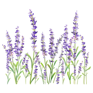 Stickers muraux fleurs de lavande pour déco de toilettes avec motifs floraux violets