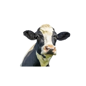 Sticker mural vache artistique avec éclaboussures de peinture noir et blanc sur fond blanc
