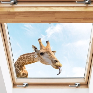 Detailed view of a funny giraffe window sticker on a wooden skylight glass pane