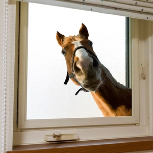 3D funny brown horse wall sticker for window glass decoration with realistic UV print