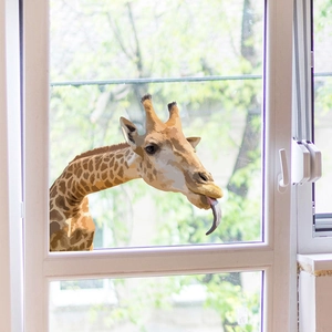 Lifelike giraffe window decal sticker for home decor on clear glass window pane
