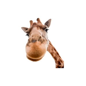 Realistic giraffe head wall sticker with brown spots for home window and wall decor