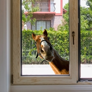 Detailed close-up of funny horse head window sticker on glass with outdoor house background