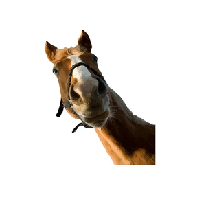 Modern vector wall decal featuring a colorful horse head illustration for home decor