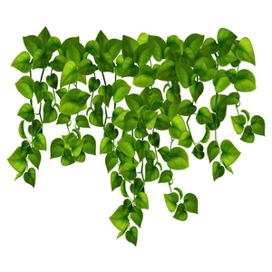 Sticker mural réaliste de lianes de pothos vert avec feuilles en forme de cœur pour la salle