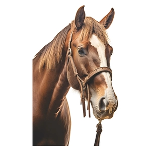 3D horse head wall sticker with realistic brown horse portrait and leather bridle detail