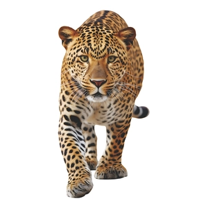 Lifelike leopard wall sticker with detailed golden fur and black spots on white background