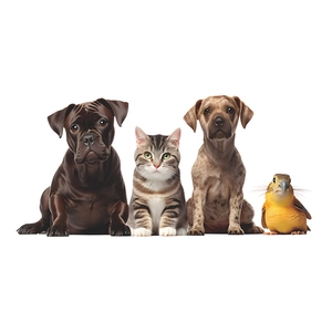 Cartoon wall sticker set featuring cute bulldog, cat, dog and bird on white background