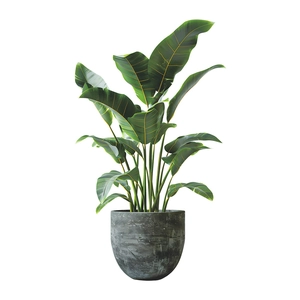 3D realistic potted bird of paradise plant wall sticker in a grey cement pot décor