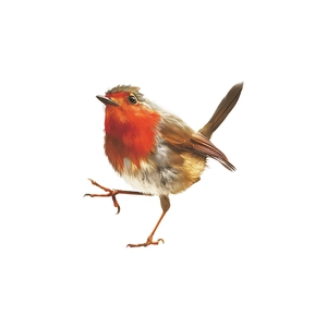 Vibrant robin bird wall sticker with realistic orange breast and detailed feathers
