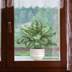 Decorative green calathea plant in white ceramic pot placed on a wooden window sill