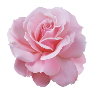 Pink blooming rose wall sticker for bathroom decor with realistic 3D petal texture