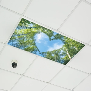 Detailed ceiling light panel showing a realistic birch forest with blue sky and white clouds
