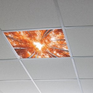 Detail of ceiling tile light cover featuring vibrant orange autumn forest with white trees