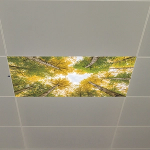 Ceiling decorative panel featuring autumn forest scenery with birch trees and yellow leaves
