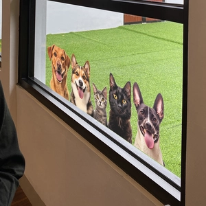Peeking pet window decals featuring realistic dogs and cats on clear glass surface