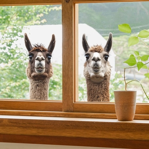 3D Alpaca Peeking Window Sticker Funny Animal Wall Decal For Glass Window Mirror PVC Removable Home Decor Living Room