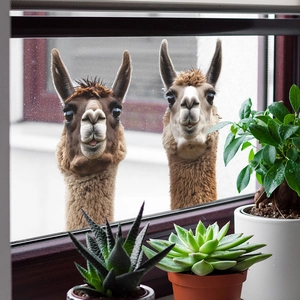 Cute alpacas looking through balcony glass window sticker for home background wall decor