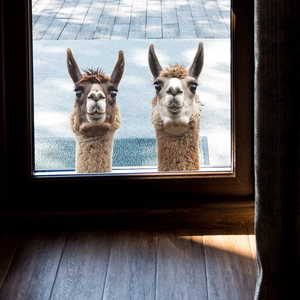 3D alpaca window stickers made of translucent PVC for home glass window decoration