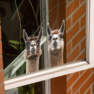 Funny llama window stickers for glass decoration with realistic peeking animal design