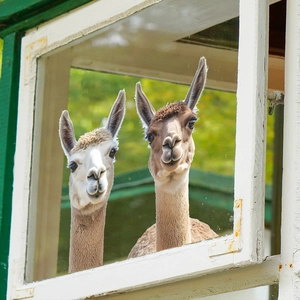 Cute alpaca glass window stickers for home balcony decoration and background wall art