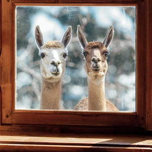 Cute alpaca glass window sticker decor featuring realistic brown and white alpacas